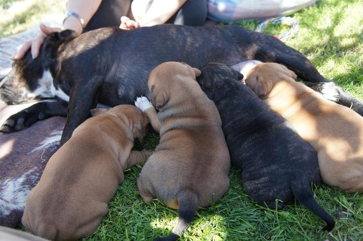 du clan des Boulapat - Staffordshire Bull Terrier - Portée née le 05/03/2012