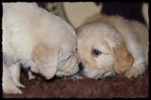 du domaine de Chavaignes - Chiots disponibles - Golden Retriever