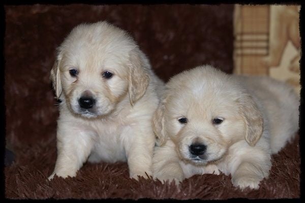 du domaine de Chavaignes - Chiots disponibles - Golden Retriever