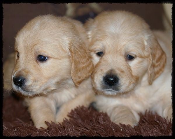 du domaine de Chavaignes - Chiots disponibles - Golden Retriever