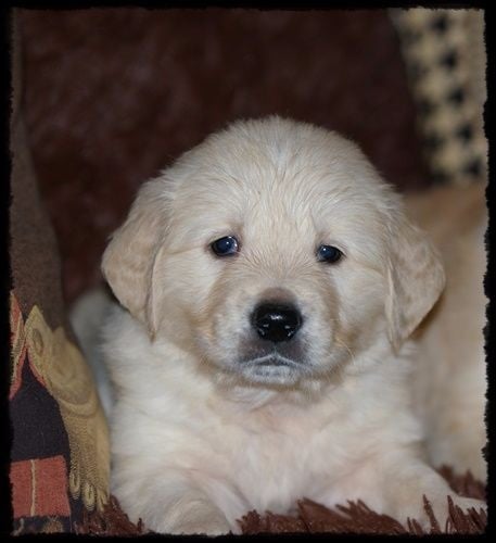 du domaine de Chavaignes - Chiots disponibles - Golden Retriever