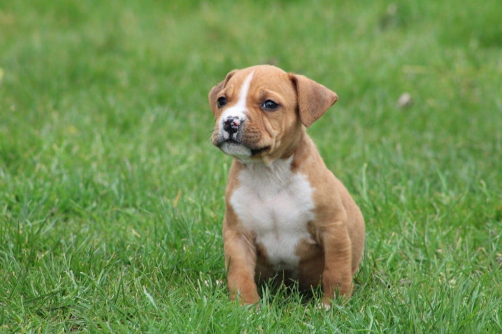 of Atomic Dog - Chiots disponibles - American Staffordshire Terrier