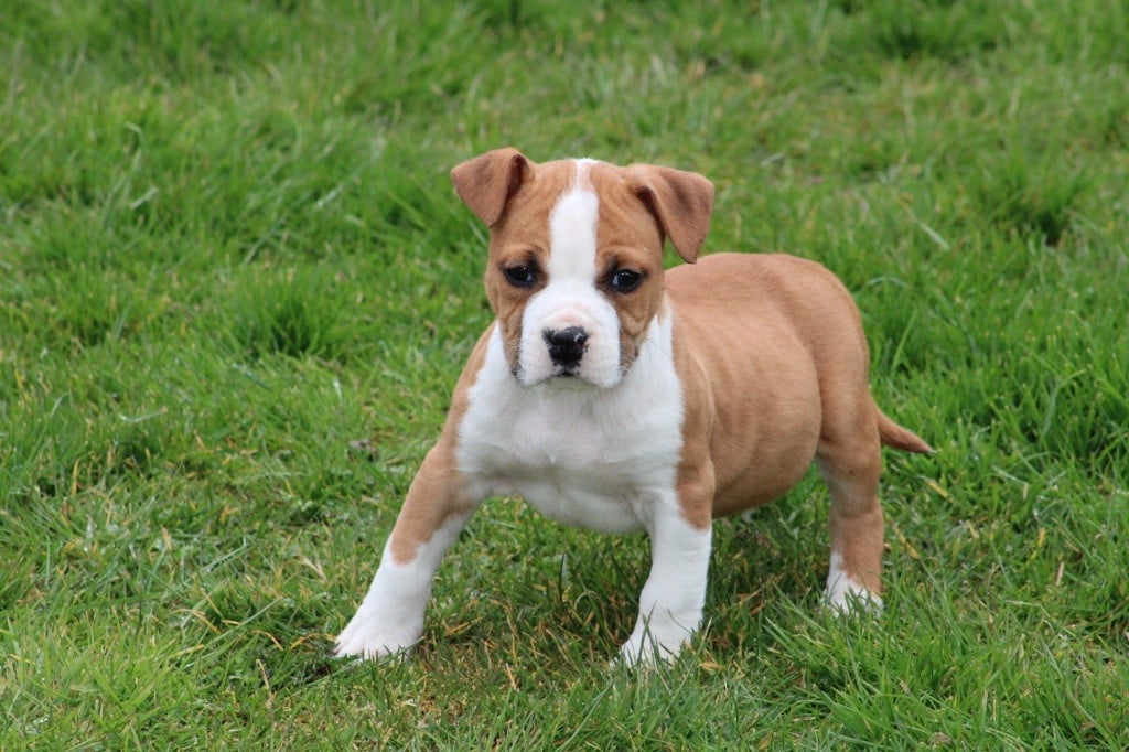 of Atomic Dog - Chiots disponibles - American Staffordshire Terrier