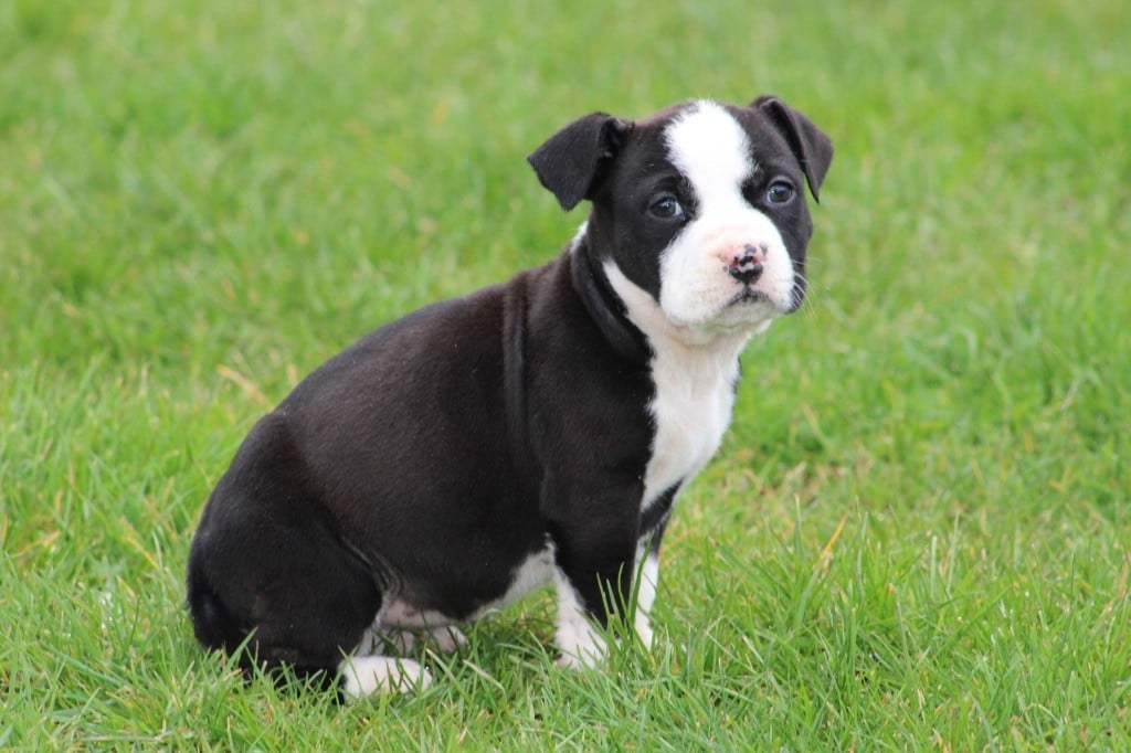 of Atomic Dog - Chiots disponibles - American Staffordshire Terrier