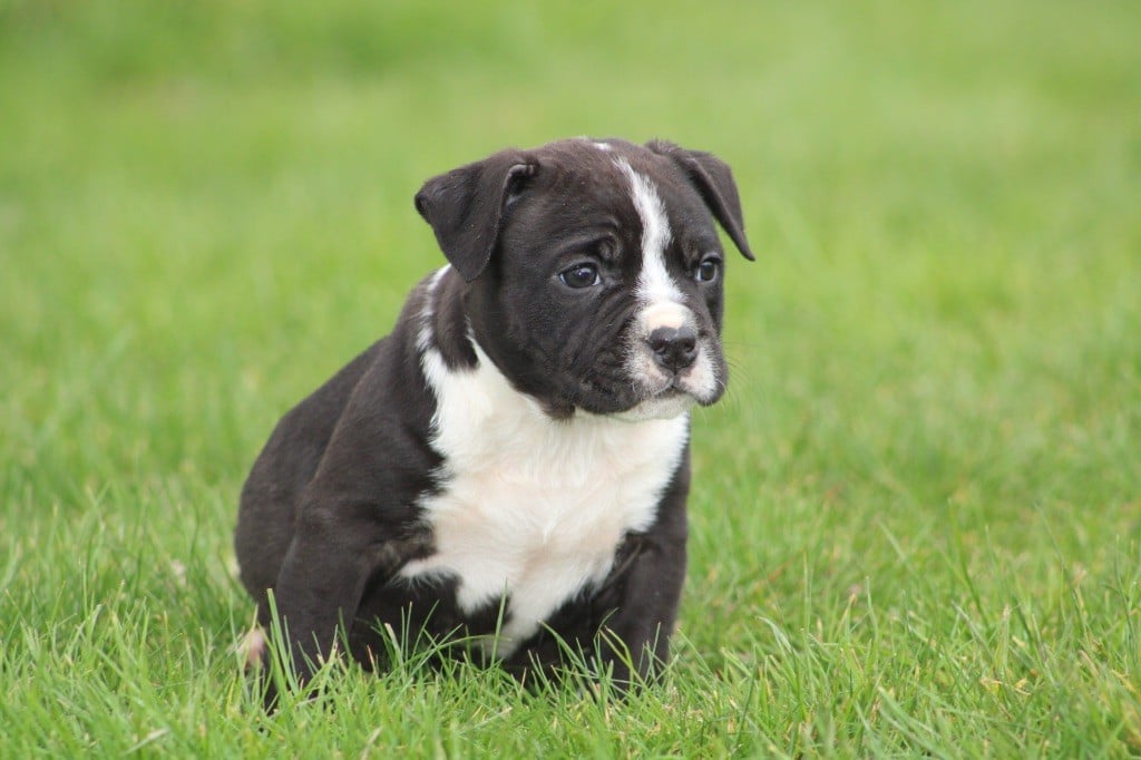 of Atomic Dog - Chiots disponibles - American Staffordshire Terrier