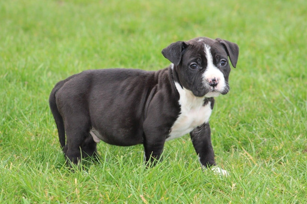 of Atomic Dog - Chiots disponibles - American Staffordshire Terrier