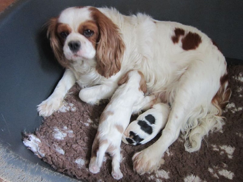 Chiot Cavalier King Charles Spaniel du comté des moz