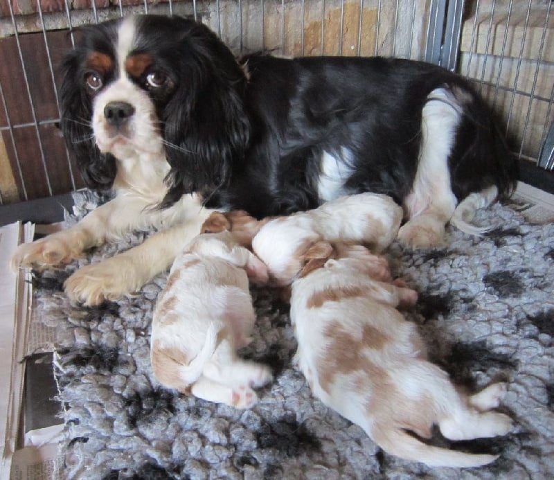 du comté des moz - Cavalier King Charles Spaniel - Portée née le 26/02/2015