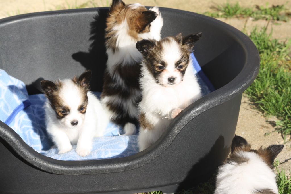 du Pre Mely de Laureden - Chiots de Dorssett 1 an