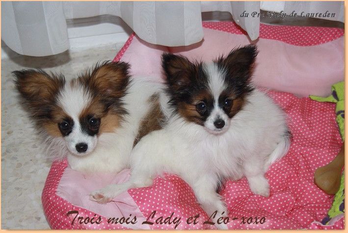 du Pre Mely de Laureden - les trois mois des chiots de mimi