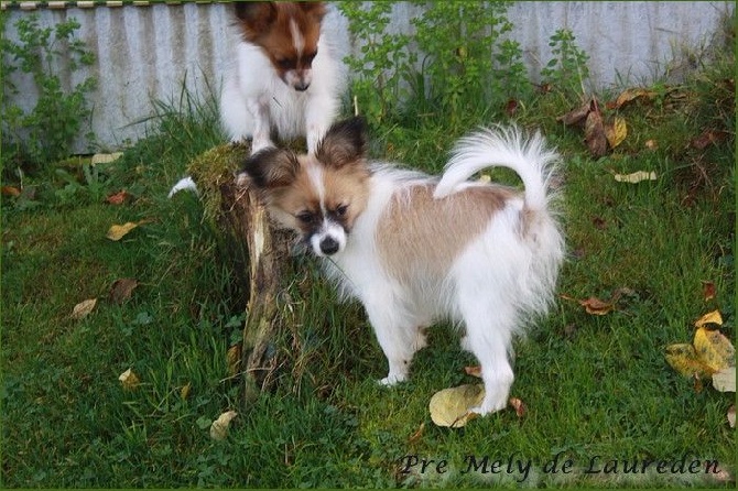 du Pre Mely de Laureden - les 4 mois de Litzy et Lorenzo