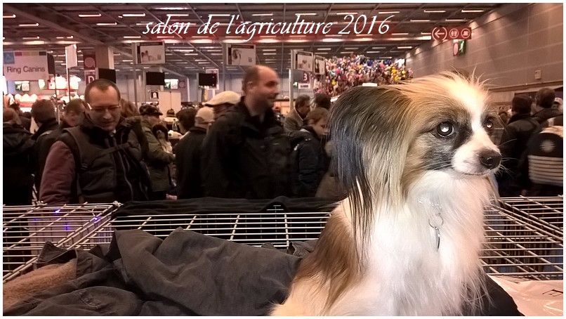 du Pre Mely de Laureden - retour du salon de l'agriculture