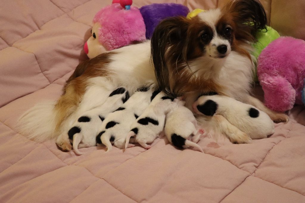 du Pre Mely de Laureden - une semaine bébés de Lady