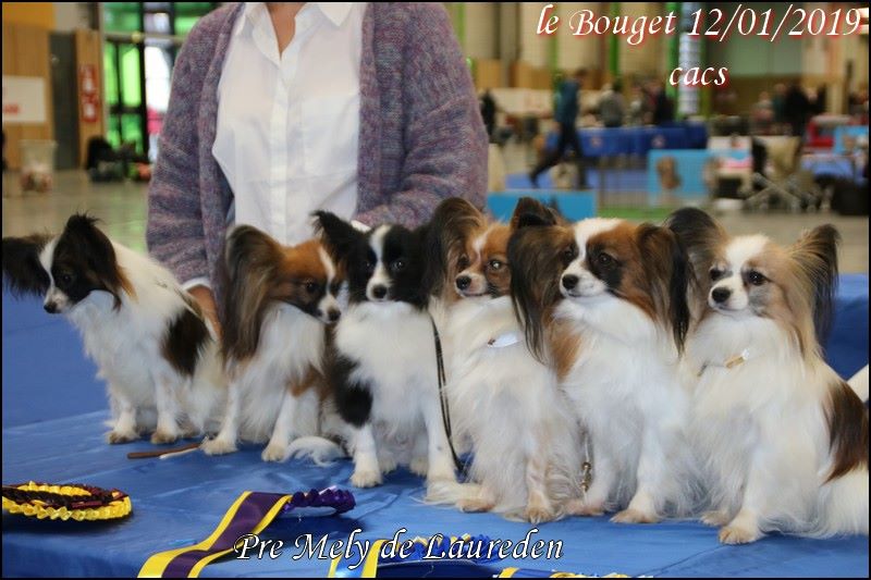 du Pre Mely de Laureden - Résultats et photos du Paris dog Show