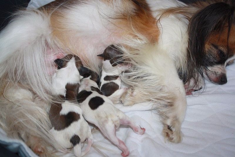 du Pre Mely de Laureden - les bébés sont nés