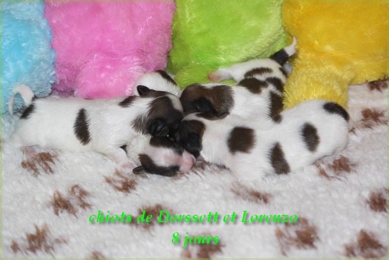 du Pre Mely de Laureden - demandes de chiots