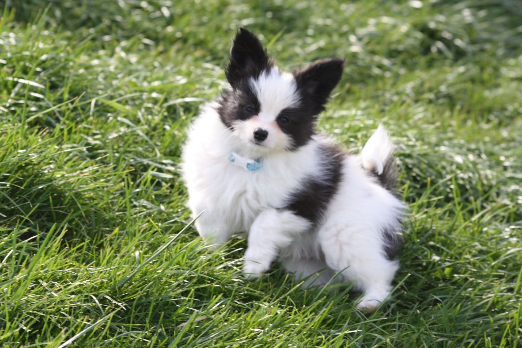 du Pre Mely de Laureden - chiots de Lady-chatterley