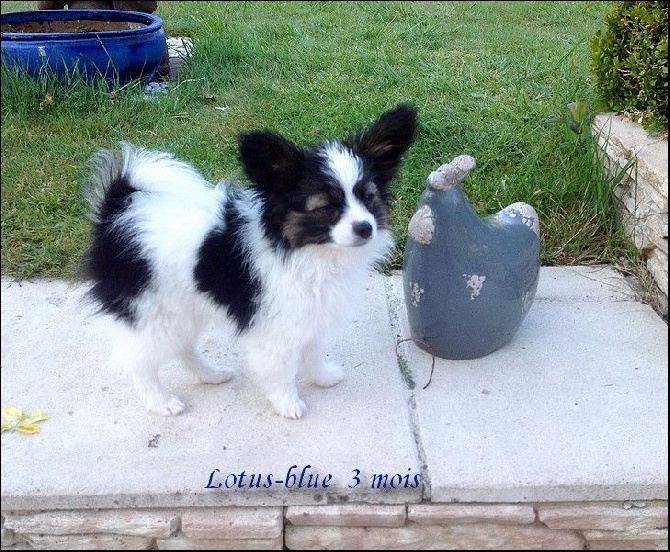 du Pre Mely de Laureden - chiots de Heidi