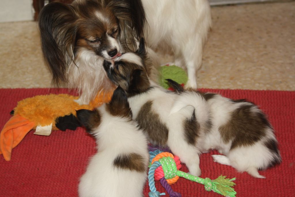 du Pre Mely de Laureden - 6 mois pour les bébés de Dorssett