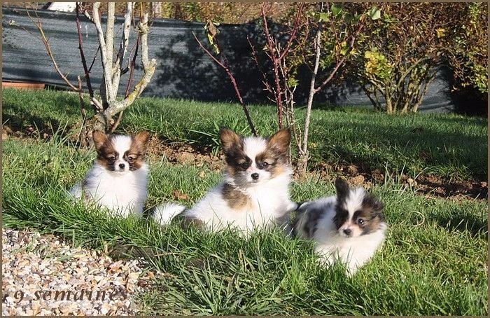 Chiot Epagneul nain Continental (Papillon) du Pre Mely de Laureden