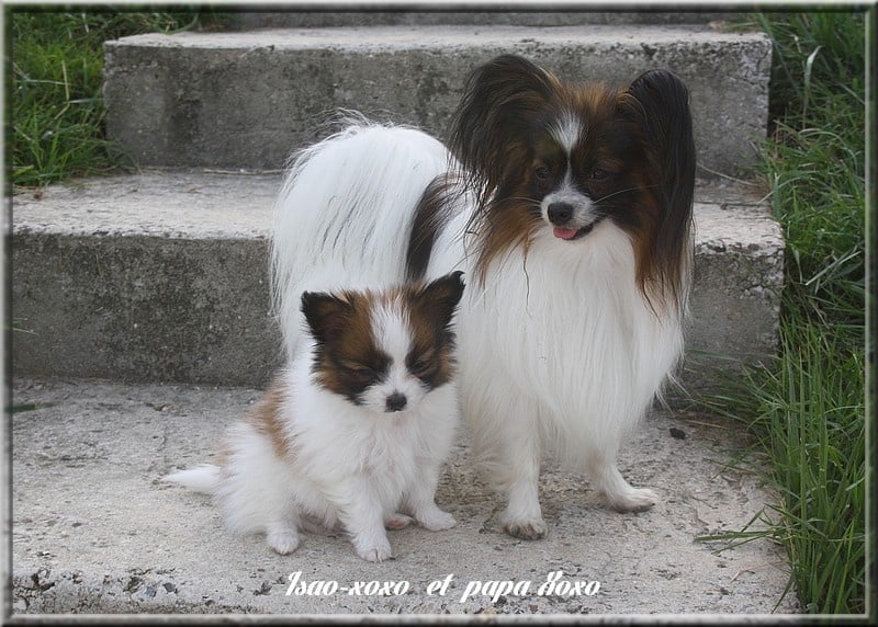 Chiot Epagneul nain Continental (Papillon) du Pre Mely de Laureden