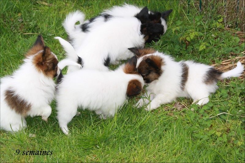 du Pre Mely de Laureden - Epagneul nain Continental (Papillon) - Portée née le 12/02/2019