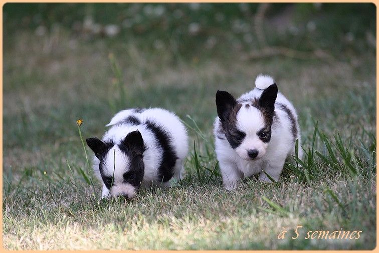 du Pre Mely de Laureden - Epagneul nain Continental (Papillon) - Portée née le 11/06/2017