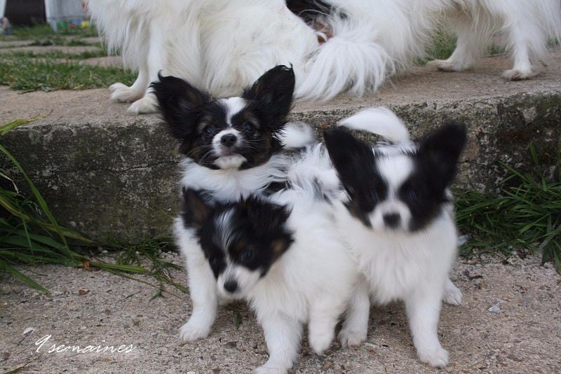 du Pre Mely de Laureden - Epagneul nain Continental (Papillon) - Portée née le 11/03/2015