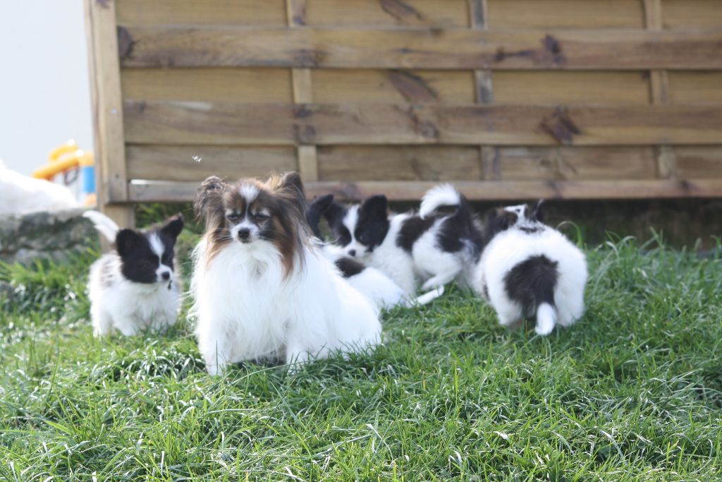 du Pre Mely de Laureden - Epagneul nain Continental (Papillon) - Portée née le 11/02/2020