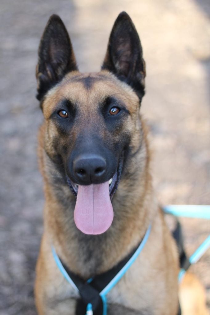 Malinois adultes à vendre