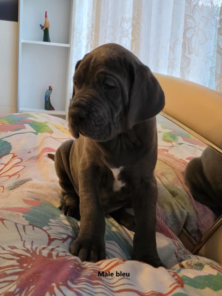 du domaine de Kalkis - Chiots disponibles - Dogue allemand