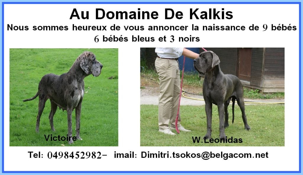 Chiot Dogue allemand du domaine de Kalkis