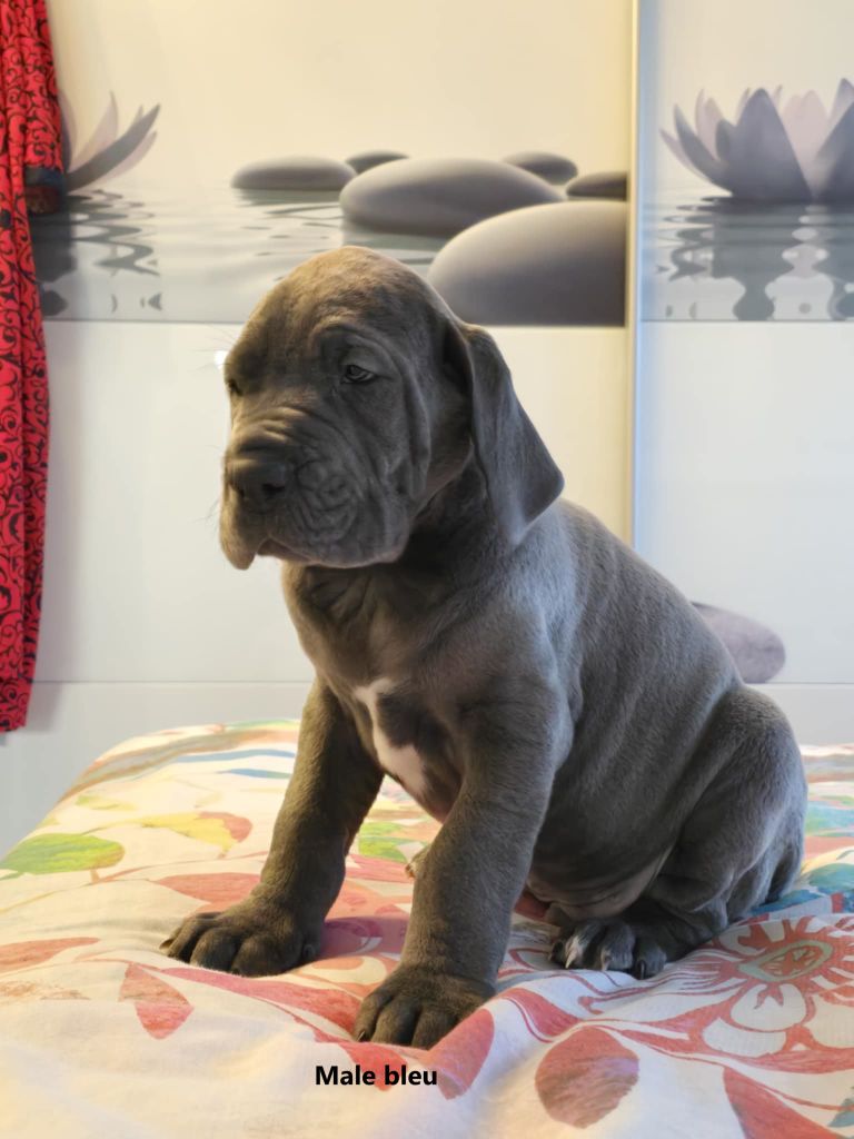 du domaine de Kalkis - Chiots disponibles - Dogue allemand