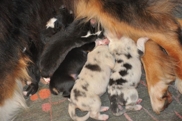 Chiot Berger Australien de l'Eden de Basthêt