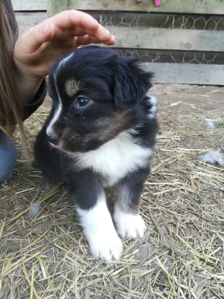 de l'Eden de Basthêt - Chiots disponibles - Berger Australien