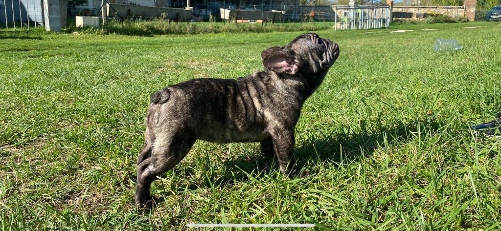 de l'ancien Presbytère - Chiots disponibles - Bouledogue français