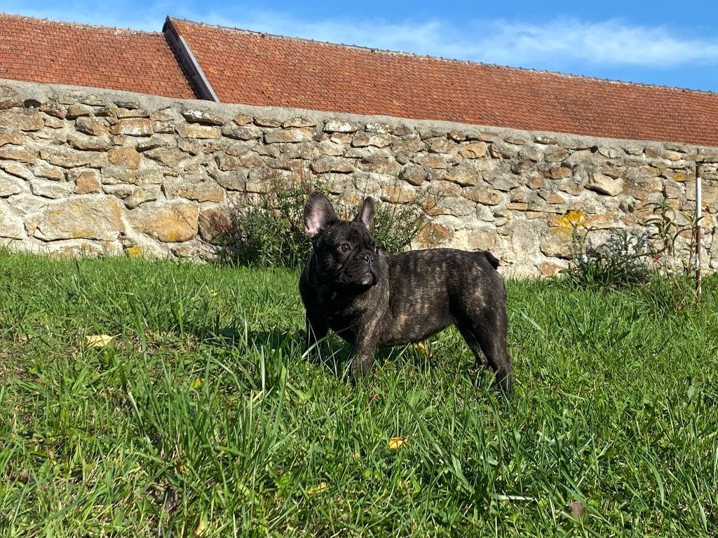 de l'ancien Presbytère - Chiots disponibles - Bouledogue français