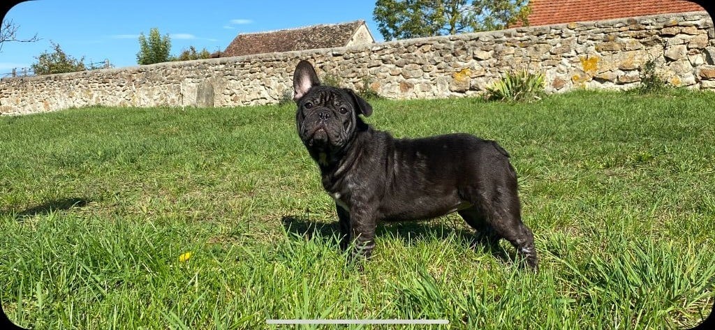 de l'ancien Presbytère - Chiots disponibles - Bouledogue français