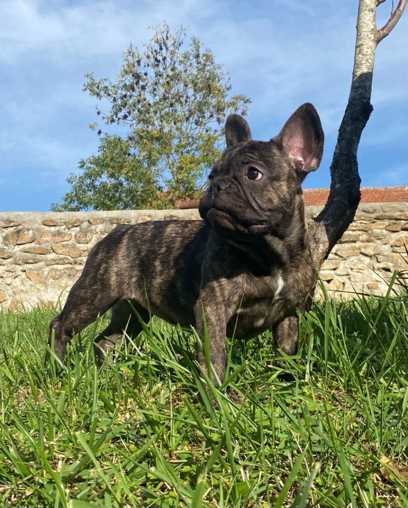 Chiot Bouledogue français de l'ancien Presbytère