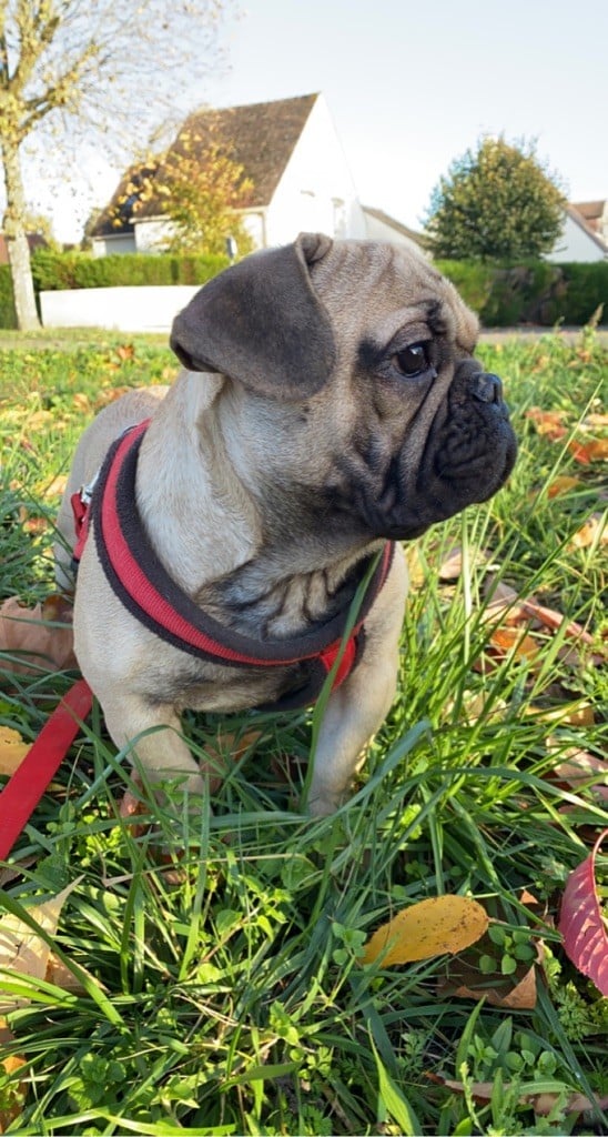 de l'ancien Presbytère - Chiots disponibles - Bouledogue français