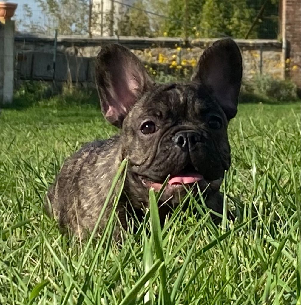 de l'ancien Presbytère - Chiots disponibles - Bouledogue français