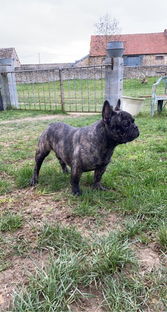 de l'ancien Presbytère - Chiots disponibles - Bouledogue français