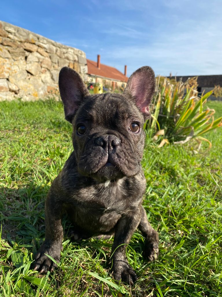 de l'ancien Presbytère - Chiots disponibles - Bouledogue français