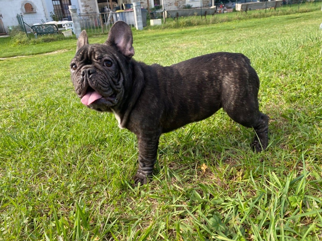 de l'ancien Presbytère - Chiots disponibles - Bouledogue français