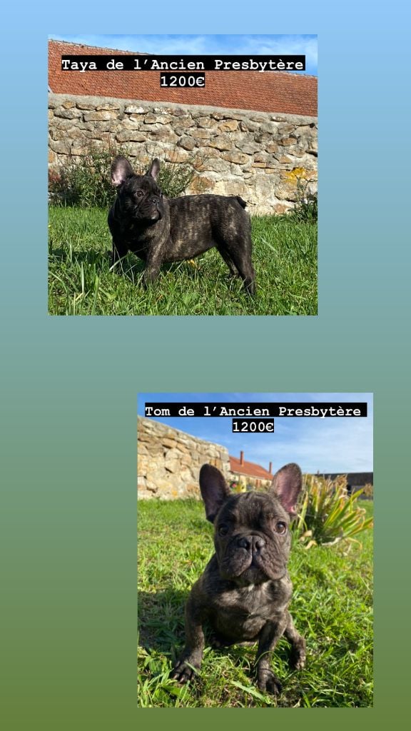 Chiot Bouledogue français de l'ancien Presbytère