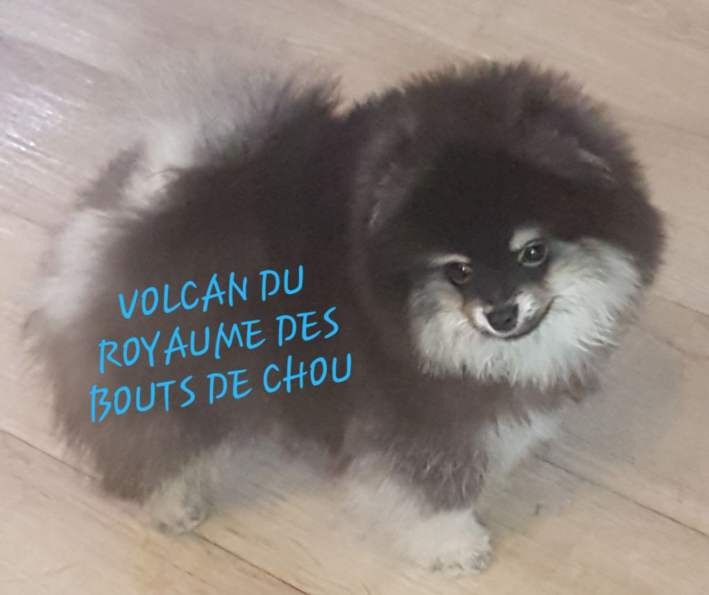 du royaume des bouts de chou - CHIOT DISPONIBLE dès maintenant