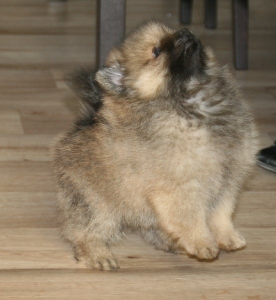 du royaume des bouts de chou - Spitz allemand - Portée née le 25/03/2013