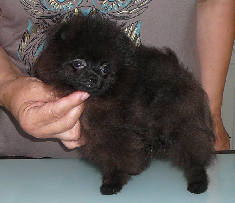 du royaume des bouts de chou - Spitz allemand - Portée née le 28/04/2014