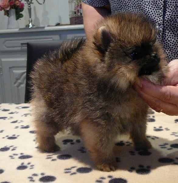 du royaume des bouts de chou - Spitz allemand - Portée née le 26/01/2014