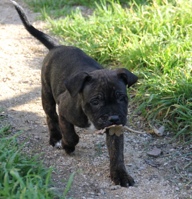 Chiot staffie né